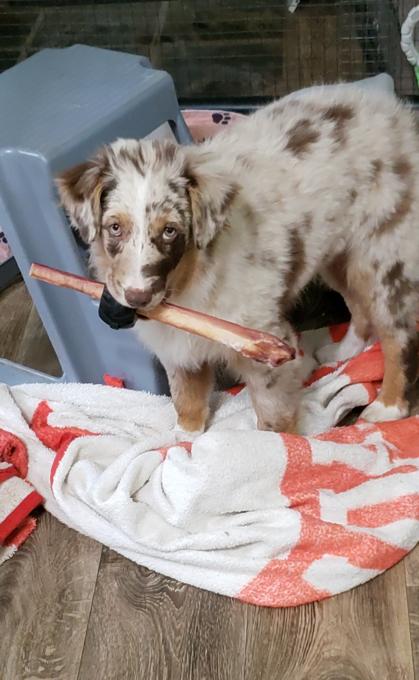 Australian Shepherd