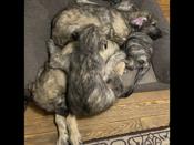 Irish wolfhound