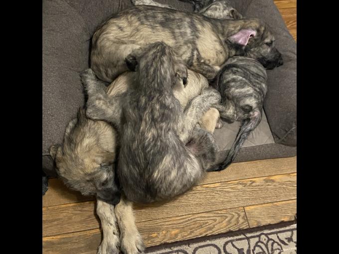 Irish wolfhound