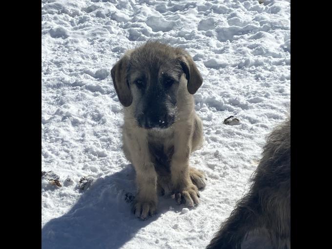 Irish wolfhound