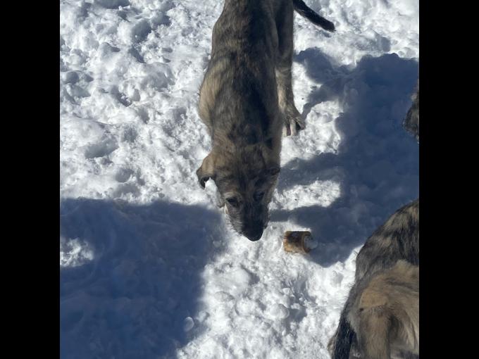 Irish wolfhound