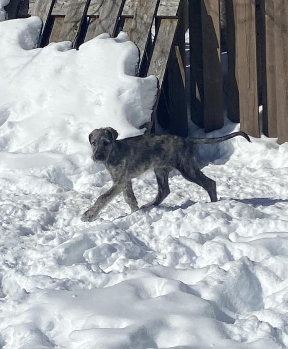 Irish wolfhound