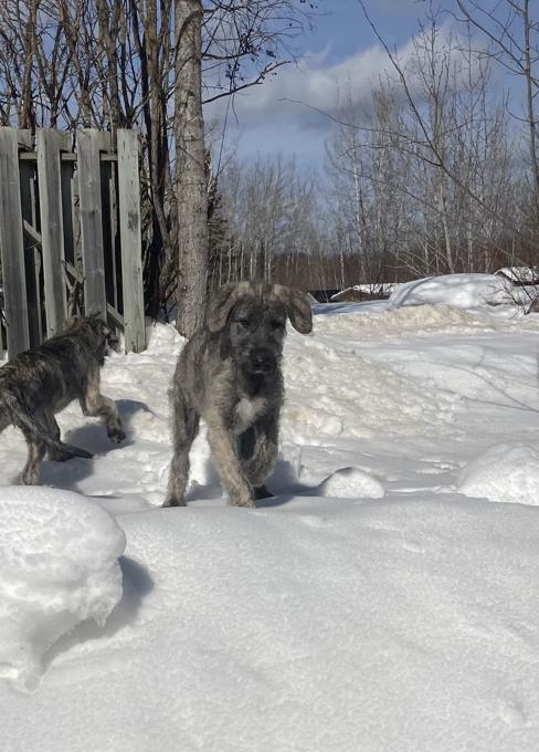 Irish wolfhound