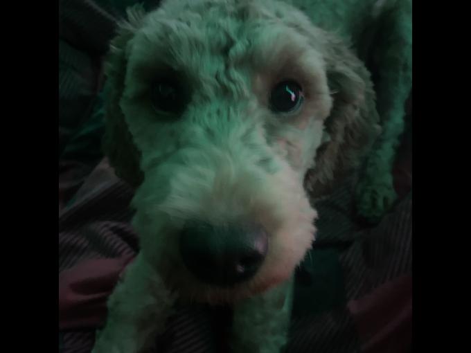 poodle