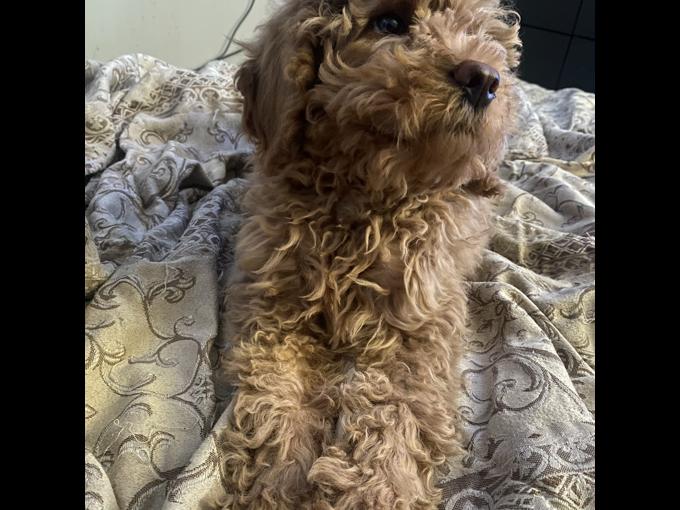 poodle