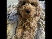 poodle