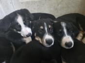 Border collie×German shepherd and bernese mountain dog