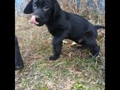 Lab mix