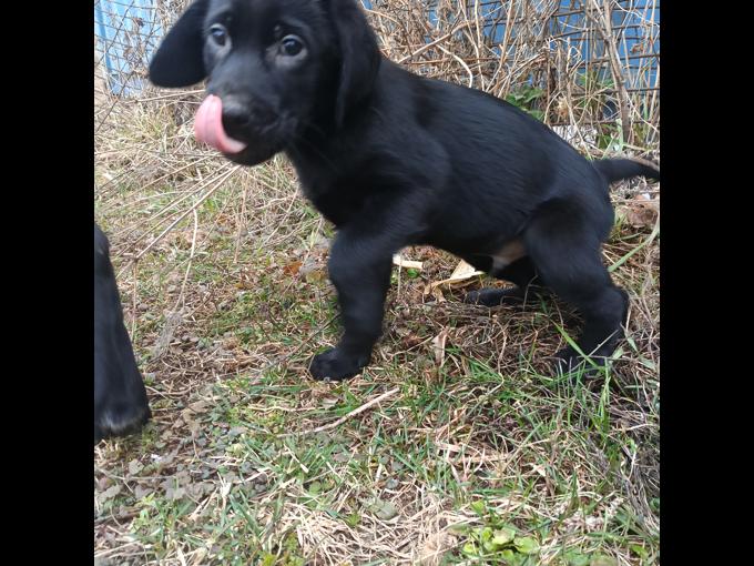 Lab mix
