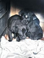 Old english bulldog mixed with a brown lab