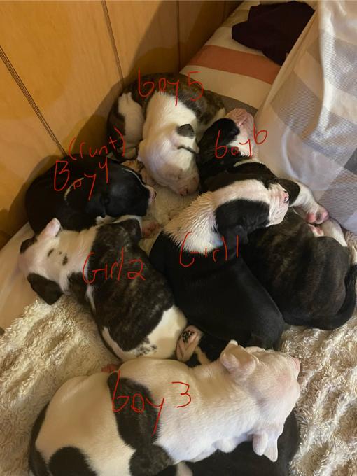 Dogo Argentino Mix