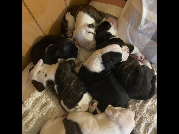 Dogo Argentino Mix
