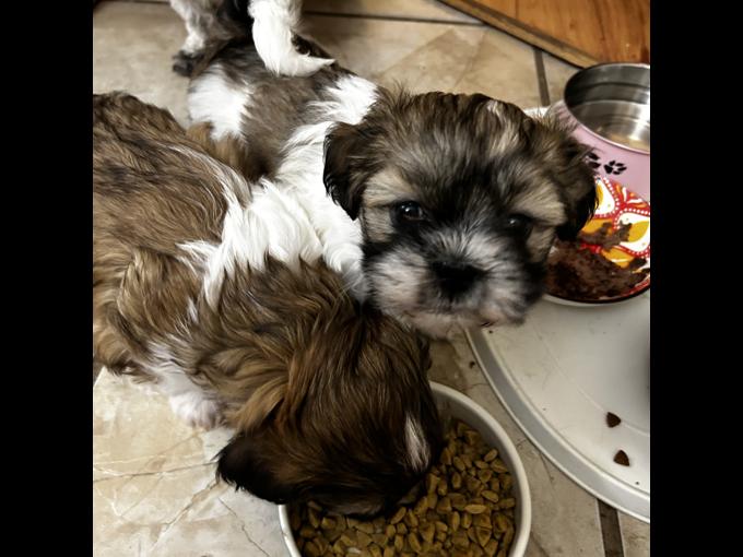 Shih Tzu