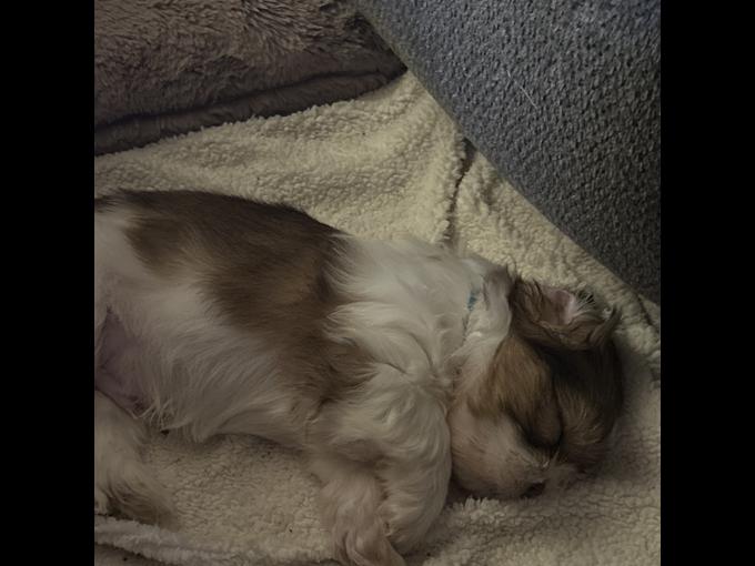 Shih Tzu