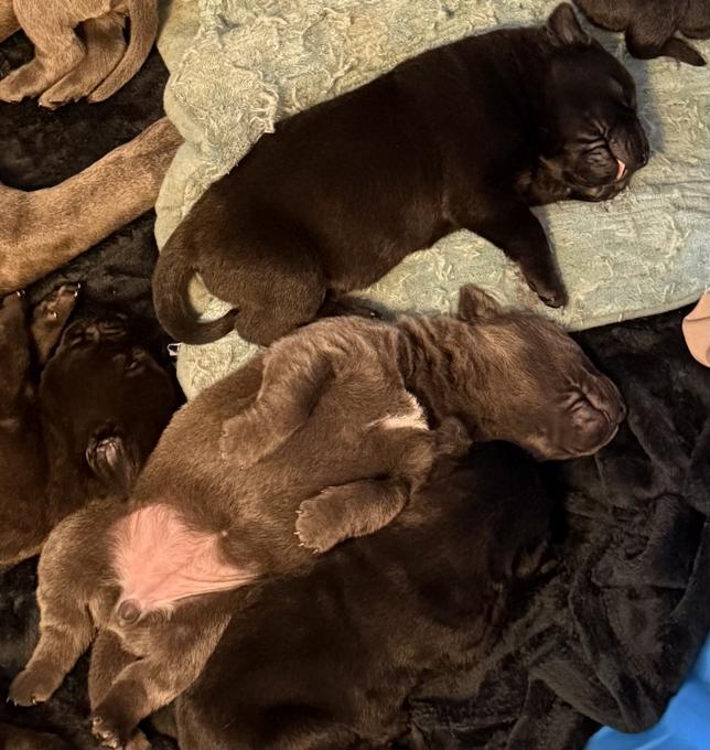 Cane Corso x Belgian Malnois