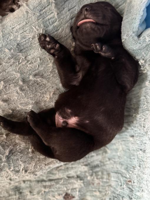 Cane Corso x Belgian Malnois