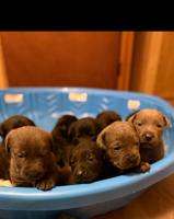 Cane Corso x Belgian Malnois