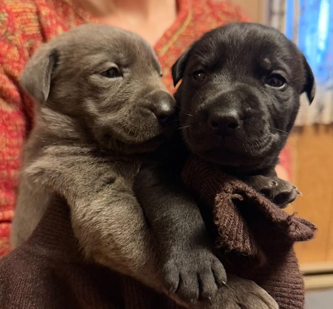 Cane Corso x Belgian Malnois