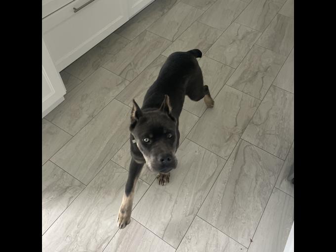 Cane corso