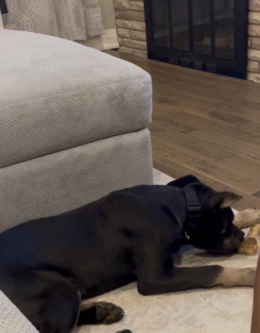 Cane corso