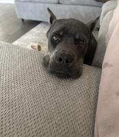 Cane corso