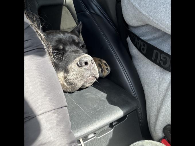 Cane corso