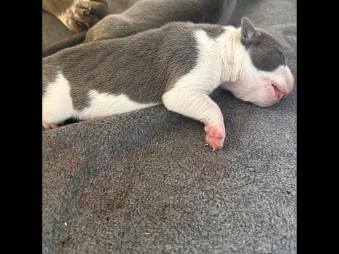 Bluenose Pitbull