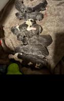 Bluenose Pitbull