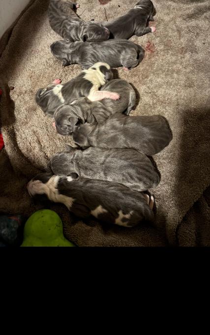 Bluenose Pitbull