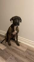 Brindle