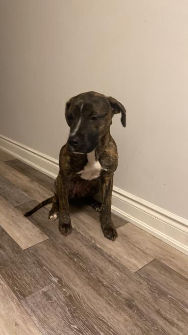 Brindle