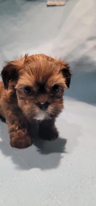 Morkie