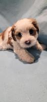 Morkie