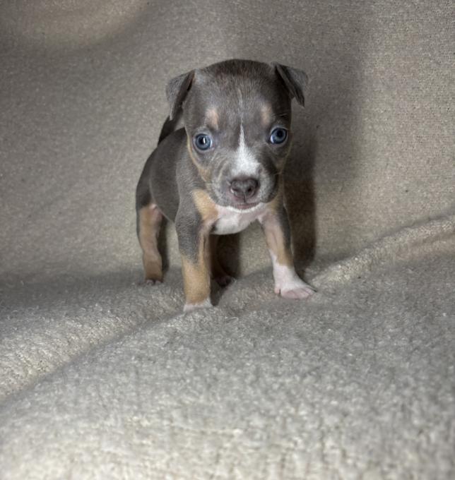 American bully
