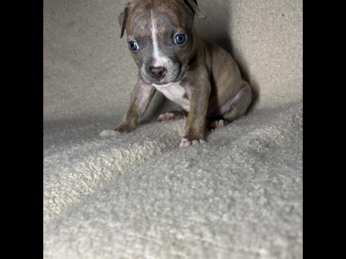 American bully