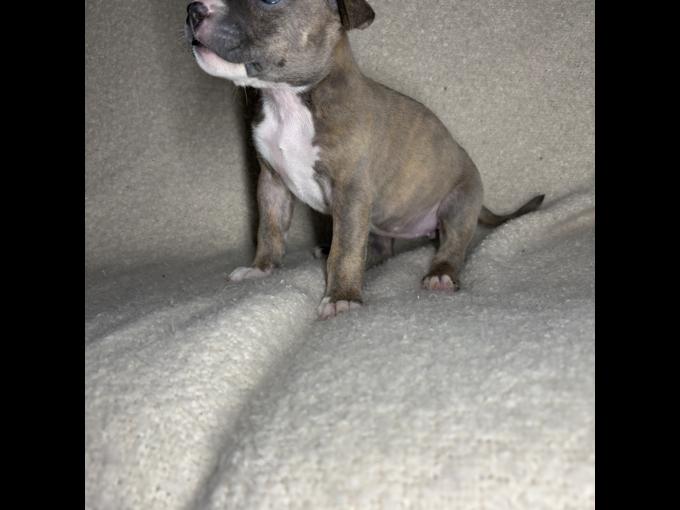 American bully