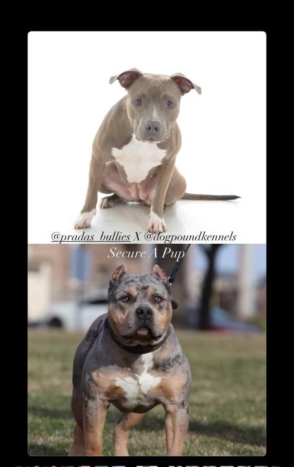 American bully
