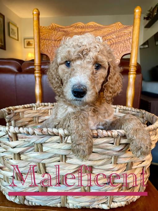 Standard Poodle