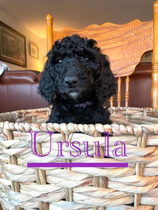 Standard Poodle