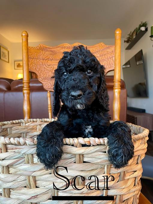 Standard Poodle