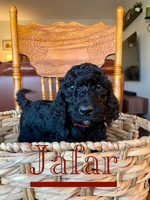 Standard Poodle