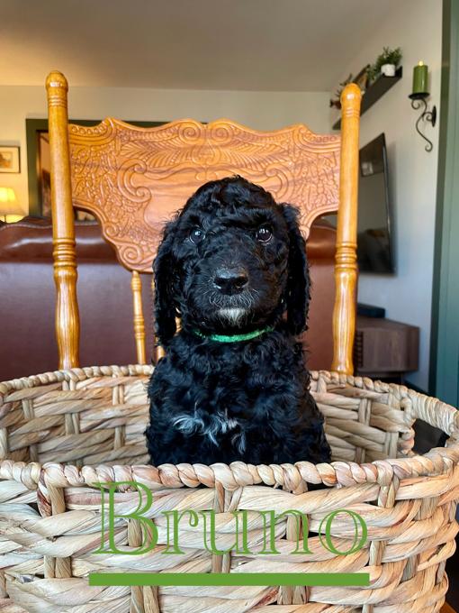 Standard Poodle