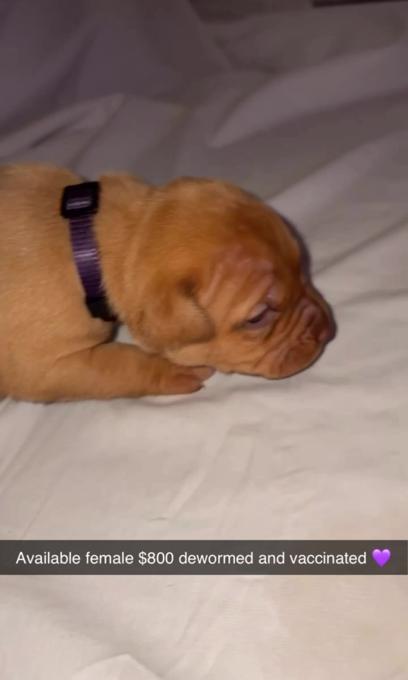 American bully