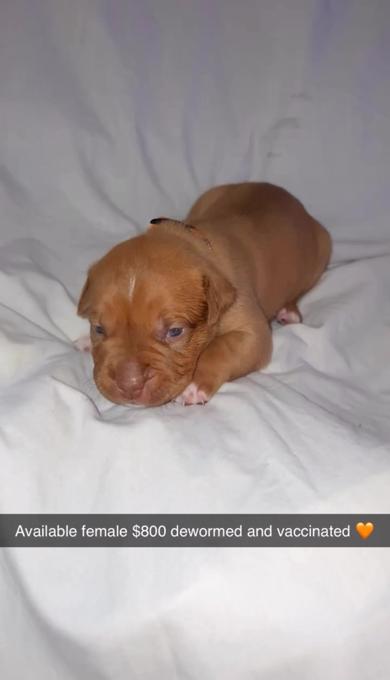 American bully