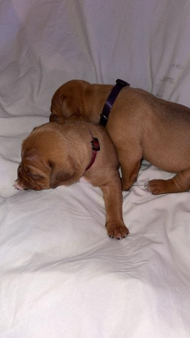 American bully