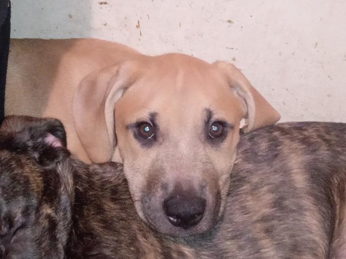 Blue blooded Cane Corso / English mastiff