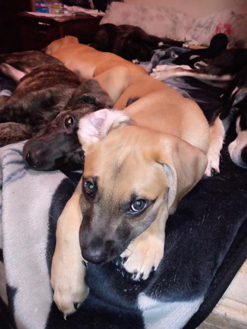 Blue blooded Cane Corso / English mastiff