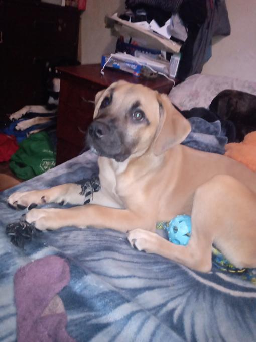 Blue blooded Cane Corso / English mastiff