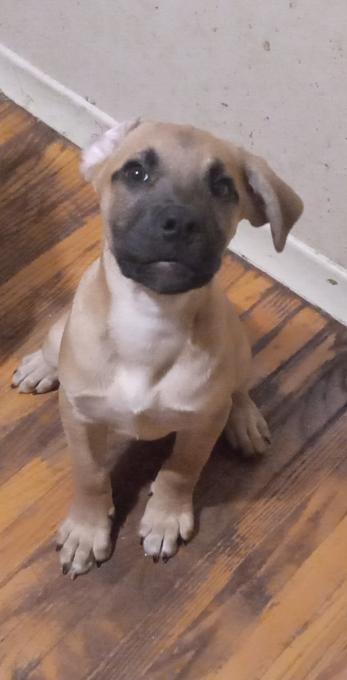 Blue blooded Cane Corso / English mastiff