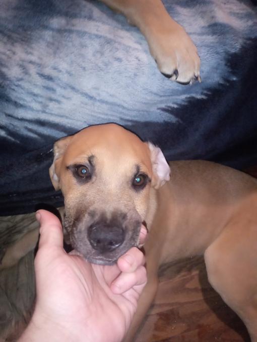 Blue blooded Cane Corso / English mastiff